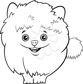 Black and white cartoon illustration of cute phaggy purebred pomeranian puppy or dog coloring book page