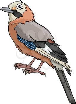 Cartoon illustration of jay bird comic animal character