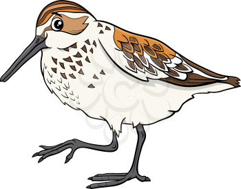Cartoon illustration of funny western sandpiper bird comic animal character