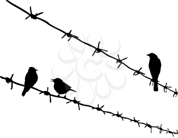 Royalty Free Clipart Image of Birds on a Barbed Wire