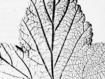 Royalty Free Clipart Image of a Leaf