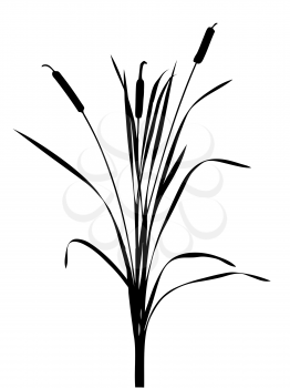 Royalty Free Clipart Image of Bulrushes