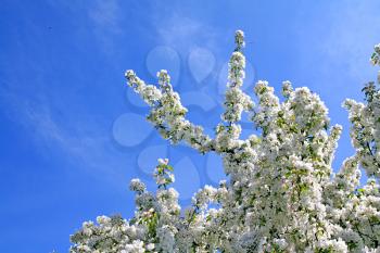 flowering aple tree