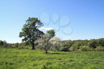 wild aple tree on spring field
