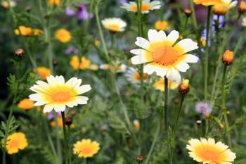 chrysanthemums