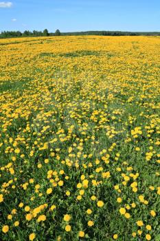 dandelions on field