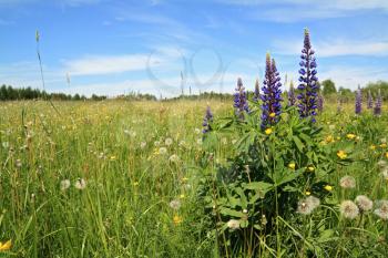 lupines on spring field