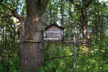 hive in wood