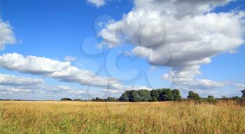 dry herb on autumn field