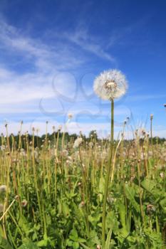 dandelion