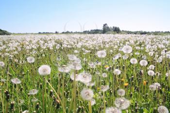white dandelions on summer field