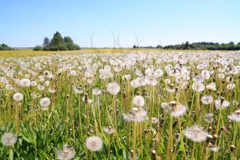 white dandelions on summer field