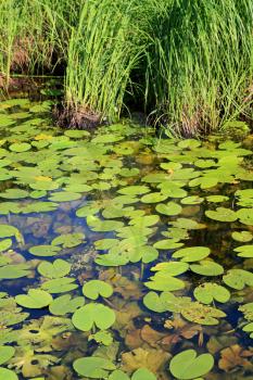 sheet of the water lily in wood marsh