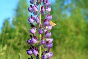 lilac lupines on green background