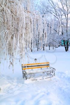 aging bench in winter park