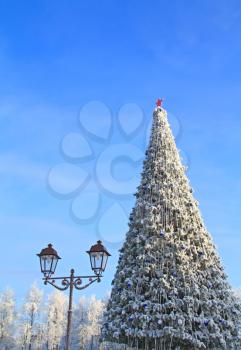 tree in park