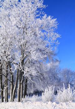 tree in snow