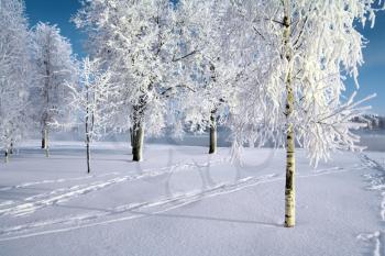 tree in snow