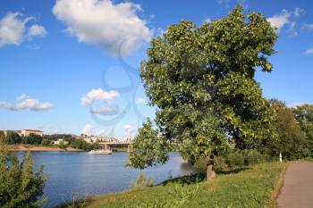 tree in park ashore river
