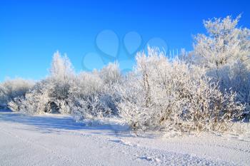 snow bushes on coast river