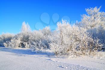 snow bushes on coast river