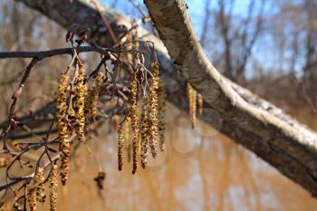 wood buds on brown water 