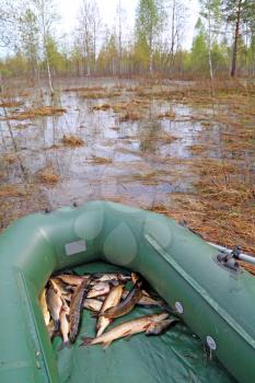 river fish in rubber boat on coast lake