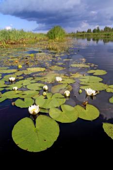 water lilies on small lake 