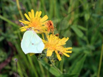 yellow butterfly on yellow flower