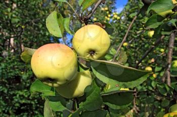 ripe apple on green aple tree