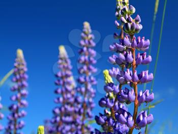blue lupines on summer field