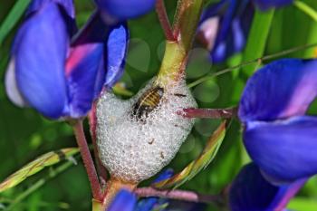 maggot in white spume on lupine stalk