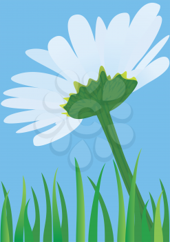 Royalty Free Clipart Image of a Daisy