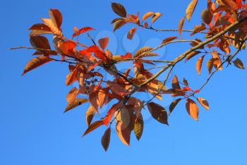 Red autumn leaves against the cloudless sky.                   