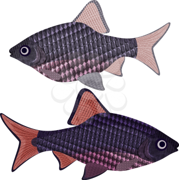 Exotic aquarium fish sort karpovy oliotius oligolepis, EPS10 - vector graphics.