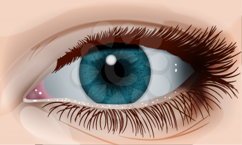 Female blue eye, vector illustration EPS 10