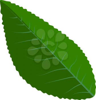 Green leaf plant, vector illustration EPS 10