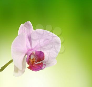 Phalaenopsis Stock Photo
