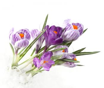 Crocus Spring Stock Photo