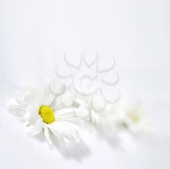 Daisies Stock Photo