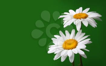 chamomiles flower on green