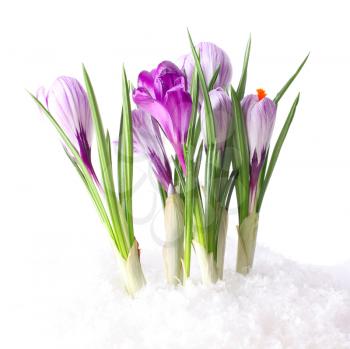 snowdrops in snow