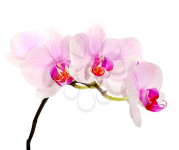 orchid flower isolated on white
