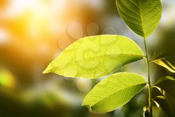 green leaf on blur background