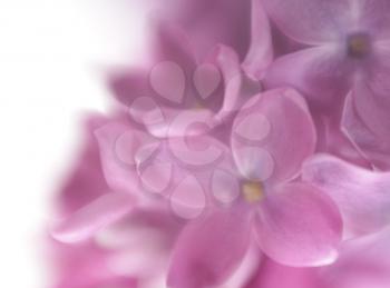 Soft focus lilac flower background with copy space. Made with lens-baby and macro-lens.