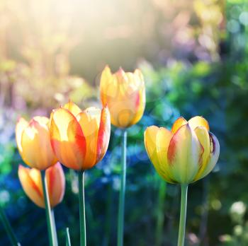 Nature background. Soft focus tulips flower in bloom.