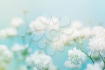 White flower on blue background. Soft focus.

