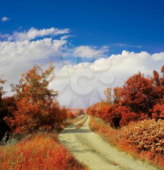 autumn landscape with road 