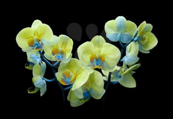 orchid bouquet on black background