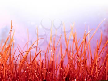 Abstract nature background. Autumn red grass with water drops.